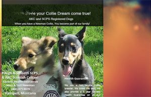 Newman Collies home page