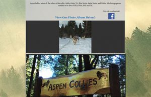 Aspen Collies home page